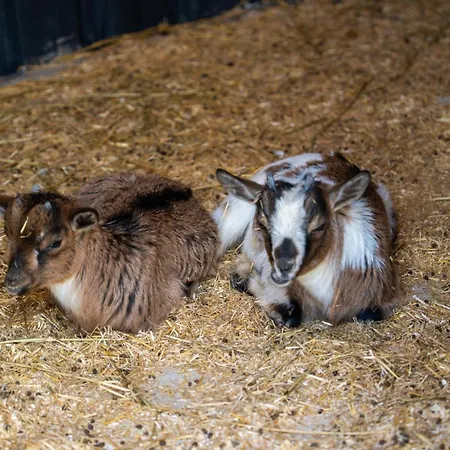 Enki Suess Αλακάτι