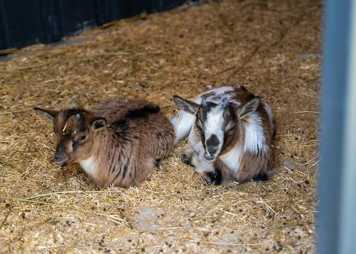 Enki Suess Alaçatı